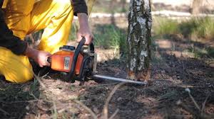 How Our Tree Care Process Works  in  Gretna, NE