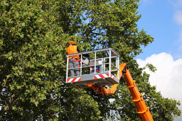 Best Tree Removal  in Gretna, NE