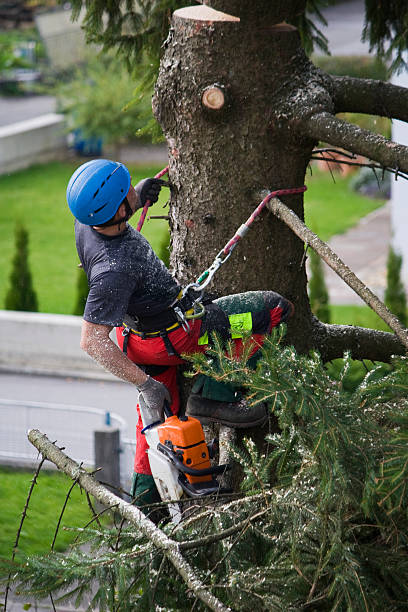 Best Lawn Watering Services  in Gretna, NE